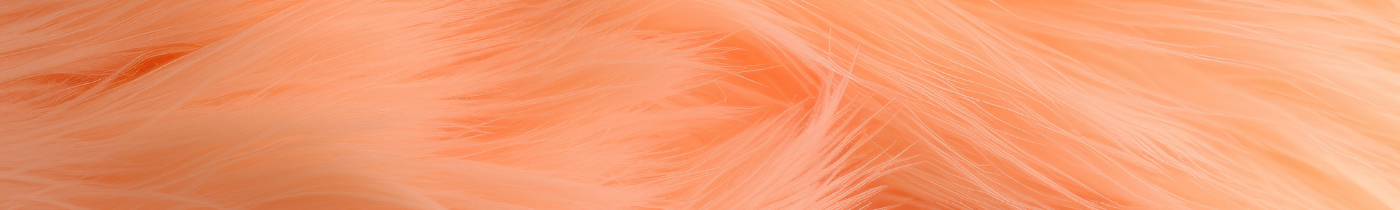 Pantone 2024 - Peach Fuzz